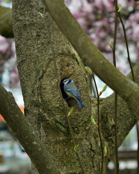 Blaumeise schaut aus einem Baumloch, umgeben von rosa blühenden Zweigen.