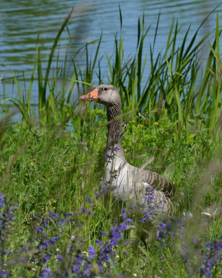 Graue Gans steht im Grünen, umgeben von Blumen und Wasser im Hintergrund.