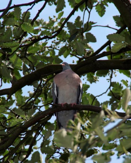 Taube sitzt auf einem Ast in einem Baum mit grünem Laub vor blauem Himmel.